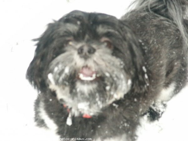 Photo de Lhassa apso