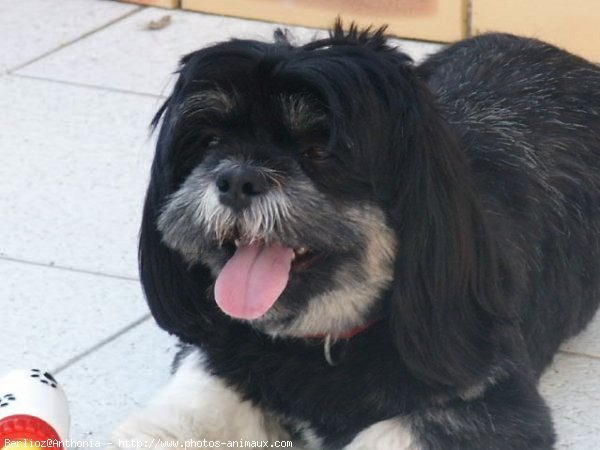 Photo de Lhassa apso