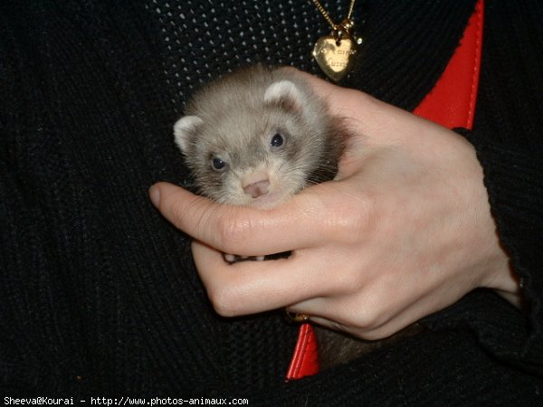 Photo de Furet