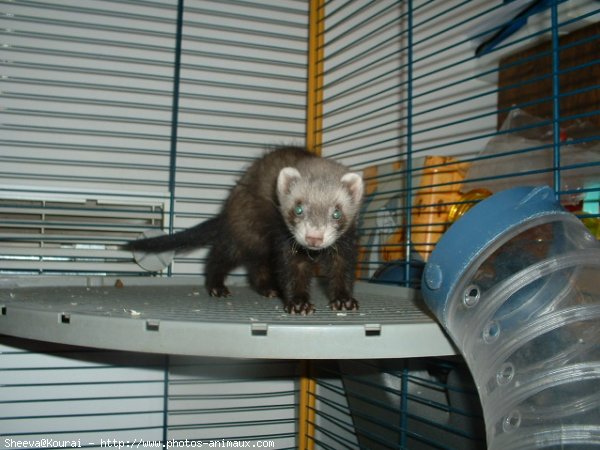 Photo de Furet