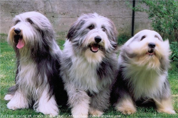 Photo de Bearded collie