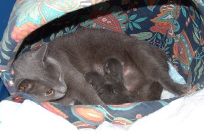 Photo de Chartreux