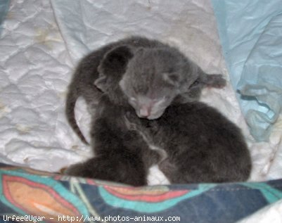 Photo de Chartreux