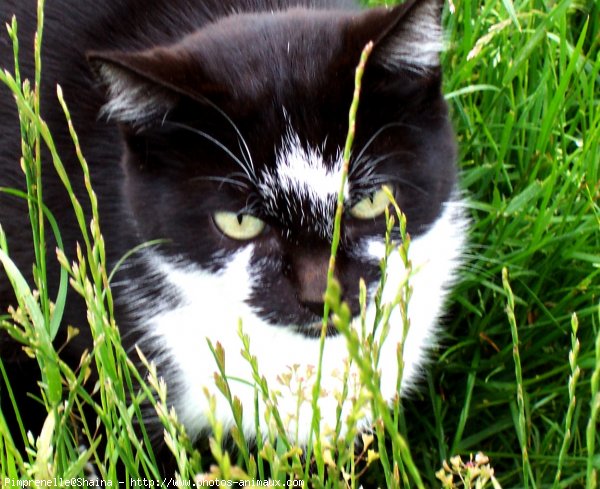 Photo de Chat domestique