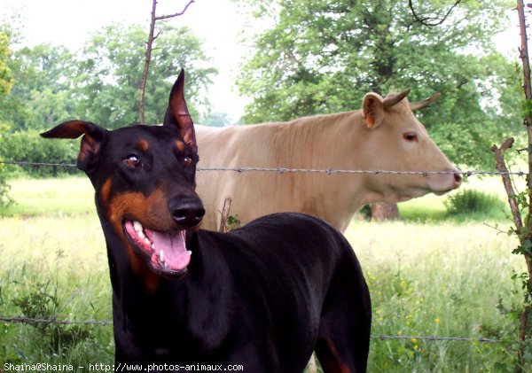 Photo de Dobermann