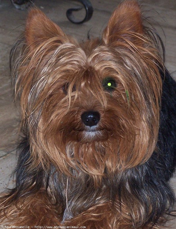 Photo de Yorkshire terrier