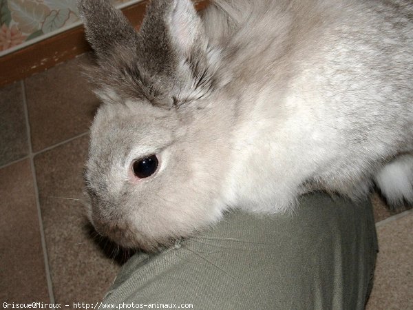 Photo de Lapin