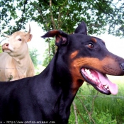 Photo de Dobermann