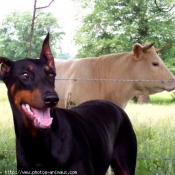 Photo de Dobermann