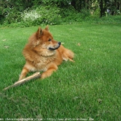 Photo d'Eurasier