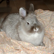 Photo de Lapin