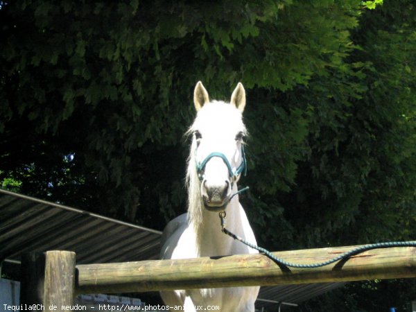 Photo de Camargue