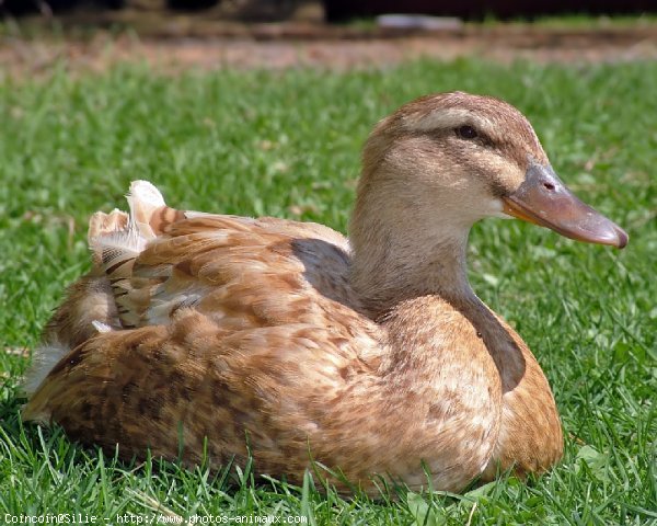 Photo de Canard