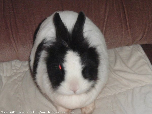 Photo de Lapin