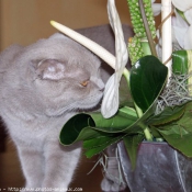 Photo de Scottish fold