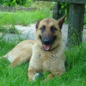 Photo de Berger belge malinois