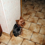 Photo de Yorkshire terrier