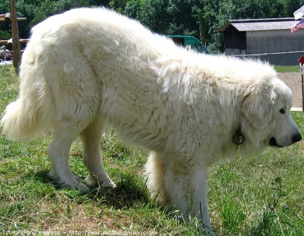 Photo de Chien de montagne des pyrnes