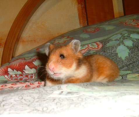 Photo de Hamster