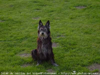 Photo de Berger de picardie