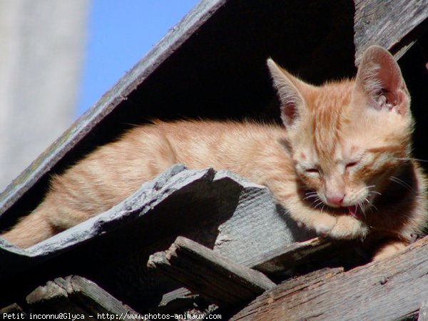 Photo de Chat domestique