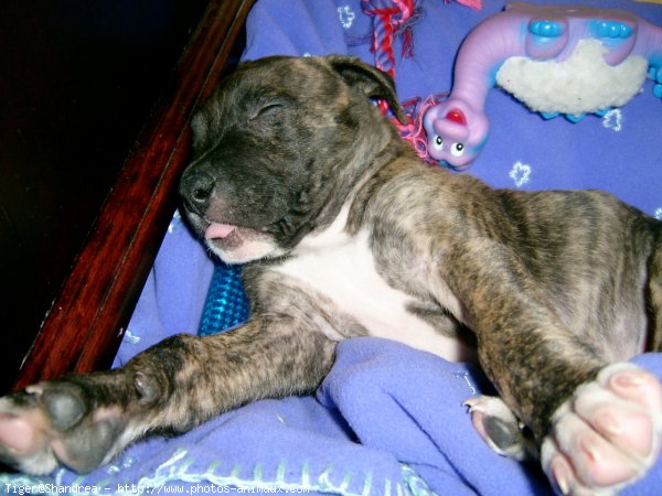 Photo d'American staffordshire terrier