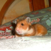 Photo de Hamster