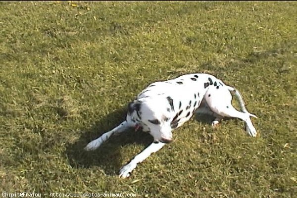 Photo de Dalmatien