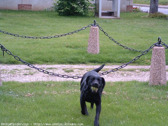 Photo de Labrador retriever