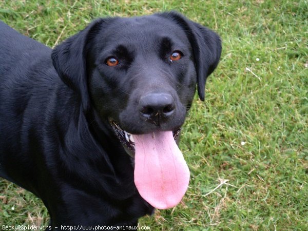 Photo de Labrador retriever