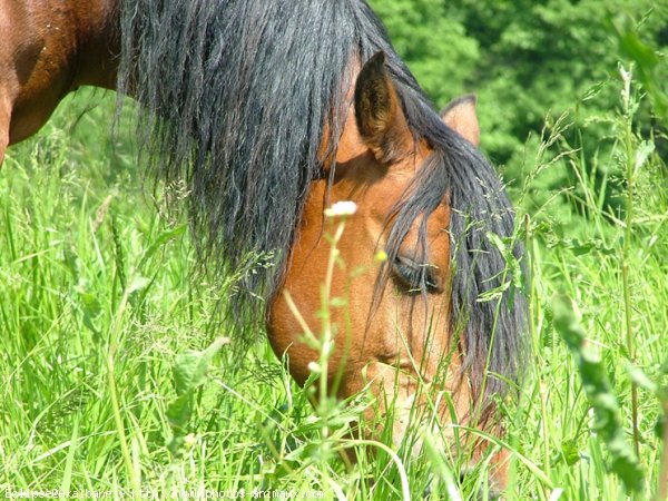 Photo de Poney franais de selle