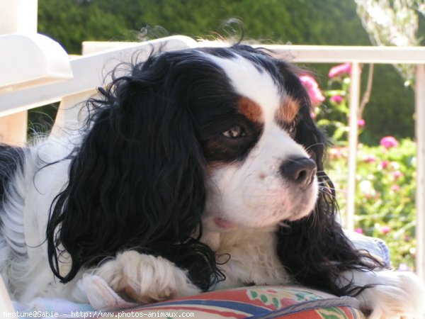 Photo de Cavalier king charles spaniel