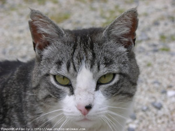 Photo de Chat domestique