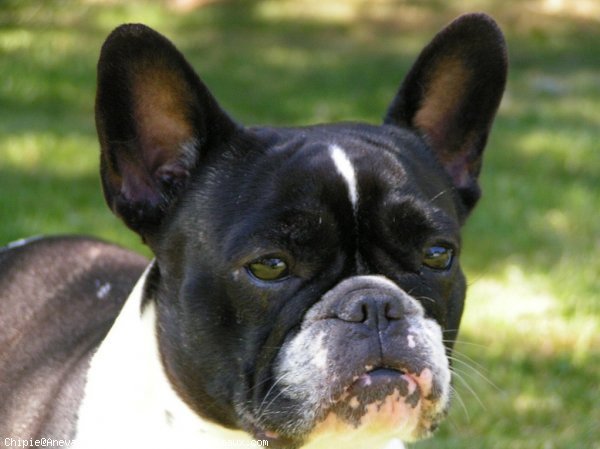 Photo de Bouledogue franais