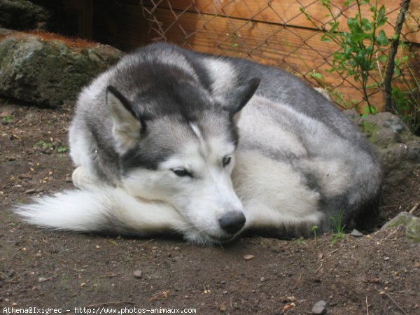 Photo de Husky siberien