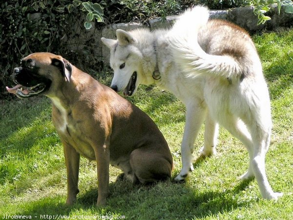 Photo de Husky siberien