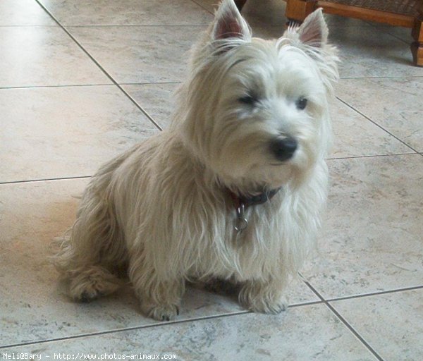 Photo de West highland white terrier