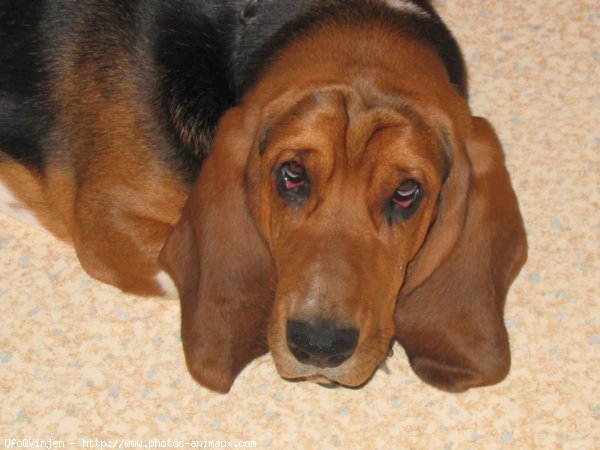 Photo de Basset hound