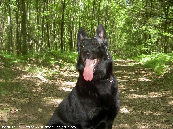 Photo de Berger allemand  poil court