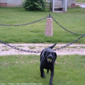 Photo de Labrador retriever