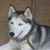 Photo de Husky siberien