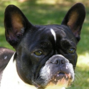 Photo de Bouledogue franais