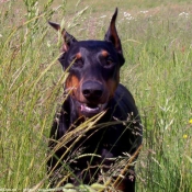 Photo de Dobermann