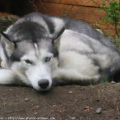 Photo de Husky siberien