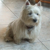 Photo de West highland white terrier