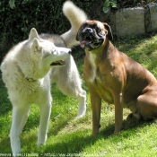 Photo de Races diffrentes