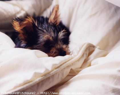 Photo de Yorkshire terrier