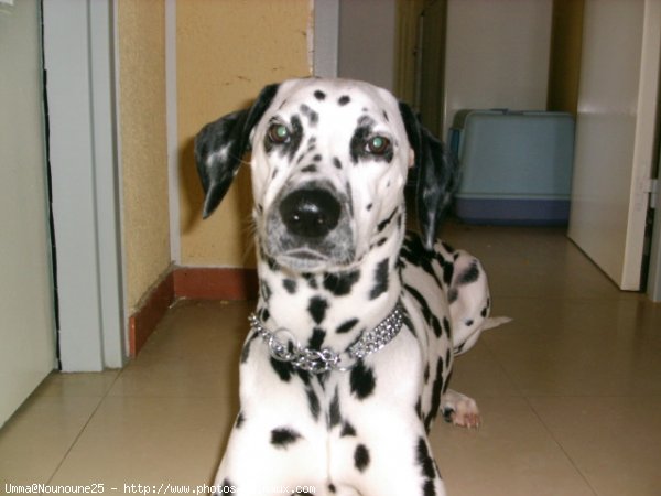 Photo de Dalmatien