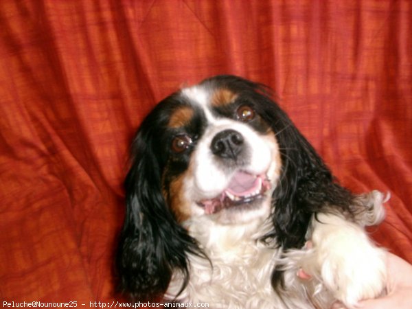 Photo de Cavalier king charles spaniel