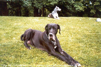 Photo de Dogue allemand